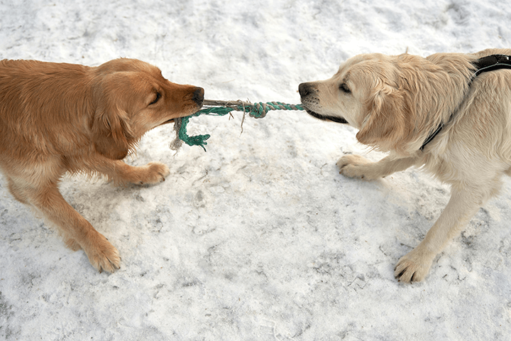 Dogs Playing in Snow - - Fun at the Dog Park in the Snow: What to Keep in Mind When Taking Your Canine Companion out This Winter